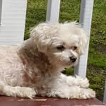 Pepper *Ruby Crouse-Angel* - @dirtballdiva - Instagram