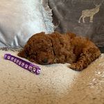 🎀 Ruby The Red Cockapoo 🎀 - @ruby_curly_poo - Instagram