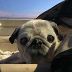 Lucy ❤️🌈, Ruby (10) and Curry (10) - @miss.lucy.the.pug - Instagram