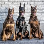 Ruby•Prince•Damon | Dobermans - @3hellhounds - Instagram