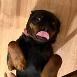 ruby tuesday dog dancer - @rubytharottie - Instagram