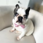 💫Rubydolls French Bulldogs💫 - @rubydolls - Instagram