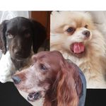 dog - @ruby_nala_dollart.dog - Instagram