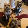 Ruby,Brutus,Dollar - @huntley_dawgs - TikTok