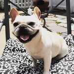 Ruby Doran - @rubythefrenchsausage - Instagram
