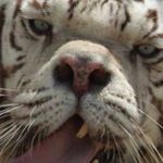 Ruby Smith - @ruby_slaggy_downie_tigers - Instagram