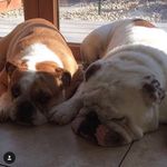 Ruby And Dudley - @ruby_and_dudley - Instagram