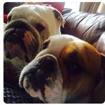 Ruby and Dudley Mallard - @ruby.dudly.bulldogs - Instagram