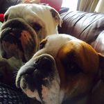 Ruby And Dudley Mallard - @ruby.and.dudley - Instagram