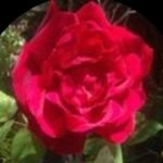 Ruby Brown Dudley - @rubybrowndudleyartworks1 - Instagram