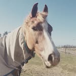 Ruby🌟🐴 - @rubyestella0477 - Instagram