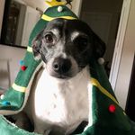 Ruby O'Cañas Fowler - @fowlerfurbabies - Instagram