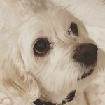 ruby fulton - @rubydacockapoo - Instagram