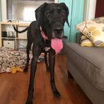 Ruby Roo Fulton - @rubyroo__thegreat - Instagram