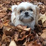 ruby gates - @rubytheshihtzu - Instagram