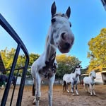 Ruby 🤍 + George 🐶🐴 - @eq_chippy - Instagram