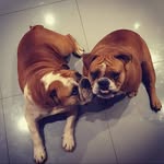 Ruby & George - @rubygeorgethebulldogs - Instagram