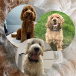 RUBY | GEORGE | MILO - @rubygeorgemilo - Instagram