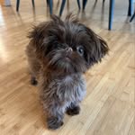 Ruby George 🤎 - @ruby.george_the.mini.shihtzu - Instagram