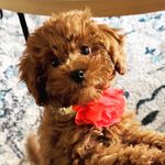 Ginny Elizabeth Ruby Goldberg Taylor - @queen_mini_ginny - Instagram