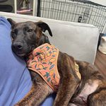 Ruby Greene-Ramos - @rubythedutchie23 - Instagram
