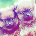 ruby greenwood - @puppy_leader657 - Instagram