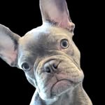 Ruby Gregory - @itz_nora_the_frenchie - Instagram
