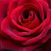 rubygriego746 - @rubygriego746 - TikTok