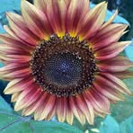 Ruby Gross - Facebook