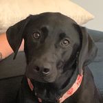 Ruby Hackett - @ruby_theblacklab623 - Instagram