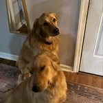 Ruby and Charlie Hatcher - @ruby_and_charlie_goldens - Instagram