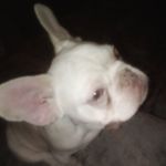 Ruby Haynes - @puppydays4 - Instagram