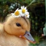 Ruby Haynes - @ruby_ducks78 - Instagram