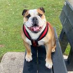 Ruby Haynes - @britishbulldogruby - Instagram