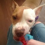 Ruby Dog Heckel - @rubyheckel_the_dog - Instagram