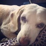 🐶Ruby Sue🐶 - @ruby.sue.heck - Instagram
