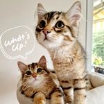 Ruby & Henry 👋🐱 - @hellorubyandhenry - Instagram