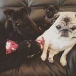 Ruby, Henry, and Zoey the Pugs - @wearethepugpack - Instagram