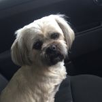 ᴿᵘᵇʸ ᵀʰᵒᵐˢᵒⁿ ᴴᵉⁿʳʸ - @rubythelhasa16 - Instagram