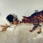 Ruby & Chester - @aussie.ruby_and_bengal.chester - Instagram
