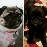 Ruby & Chester - @ruby.chester - Instagram