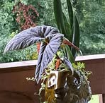 Ruby Hester - Facebook