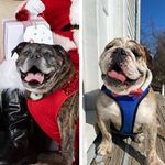 Ruby and Higgins - @rubyandhigginsthebulldogs - Instagram