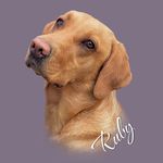 Ruby Higgins - @rubyredlabrador - Instagram