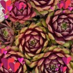 Ruby Heart - Facebook