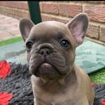 Ruby Hudson - @ruby__hudson_frenchie - Instagram