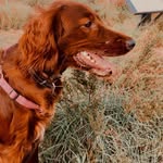 𝑅𝑢𝑏𝑦 ᴥ︎ - @irish_setter_ruby - Instagram