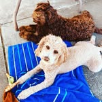 Poodle doodle life ❤️ - @rubyirishdoodle - Instagram