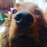 Ruby // Irish Setter - @setterruby - Instagram