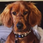 Ruby & Kerrie - @ruby_irishredsetter - Instagram